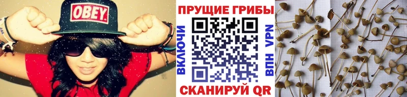 как найти закладки  Юрюзань  Галлюциногенные грибы GOLDEN TEACHER 